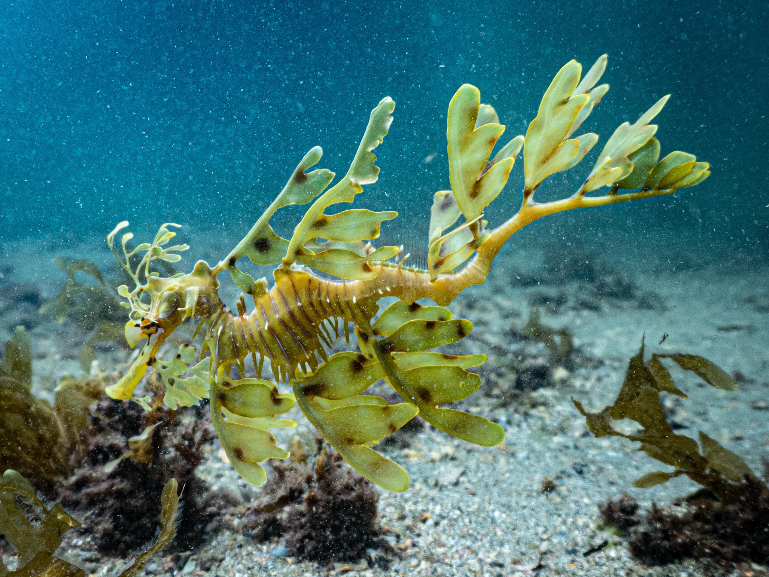 Hunt Leafy Sea Dragons: Guided Scuba Dives from Point Lowly