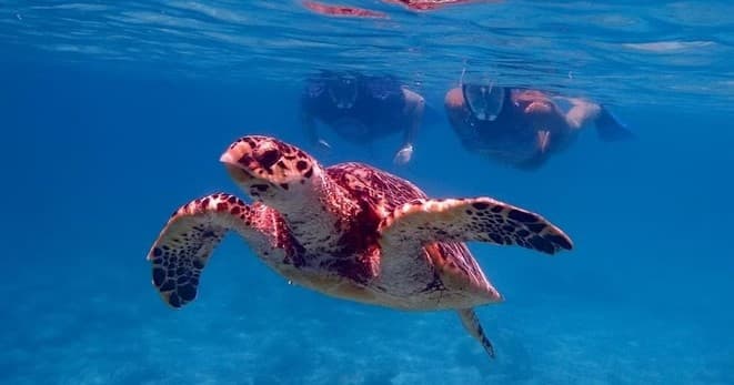 Explore St. Thomas: Jeep Tour and Swim with Wild Sea Turtles in the Caribbean