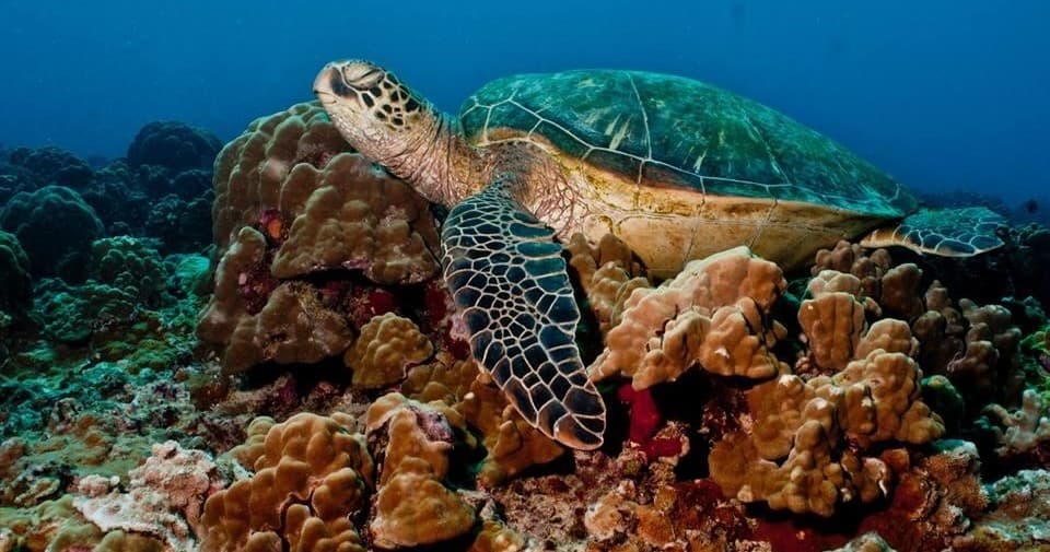 Green sea turtle grazing on coral reef during scuba excursion