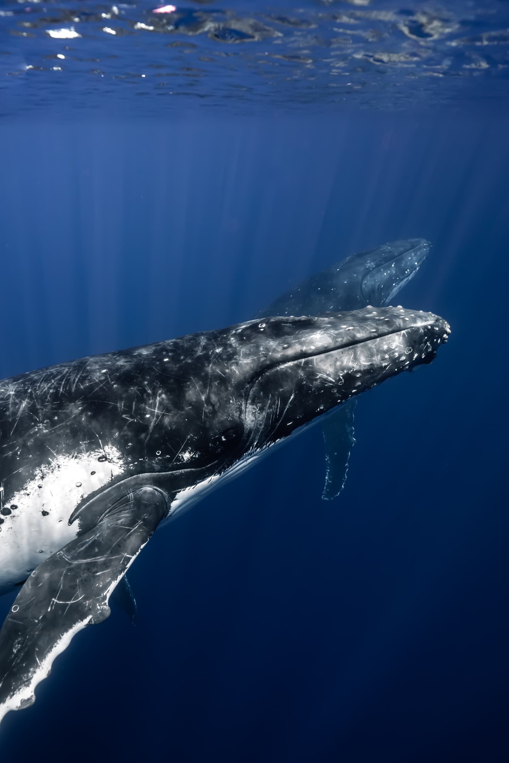 Private Oahu Whale Watching: Intimate 2-Hour Humpback Safari from Kewalo Harbor photo 2