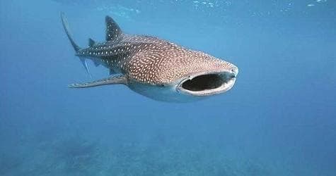 Whale shark gliding past diver in clear tropical blue waters