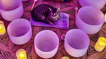Sound Bath Meditation at Cat Cafe Maui in Kahului