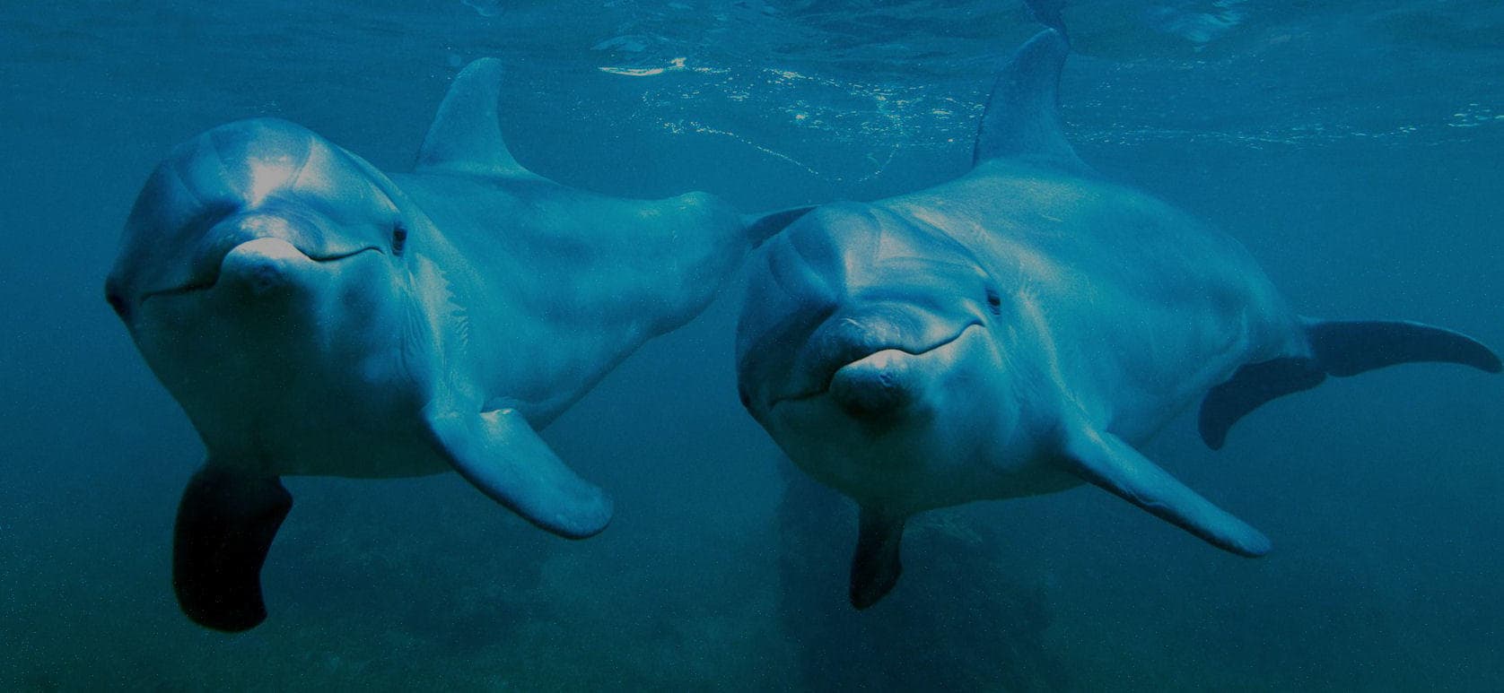 Water Activities & Dolphin Watching at Hilton Head Island