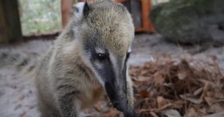 Animal Thanksgiving at Chehaw Park: Watch Zookeepers Feed Wildlife in Albany, GA