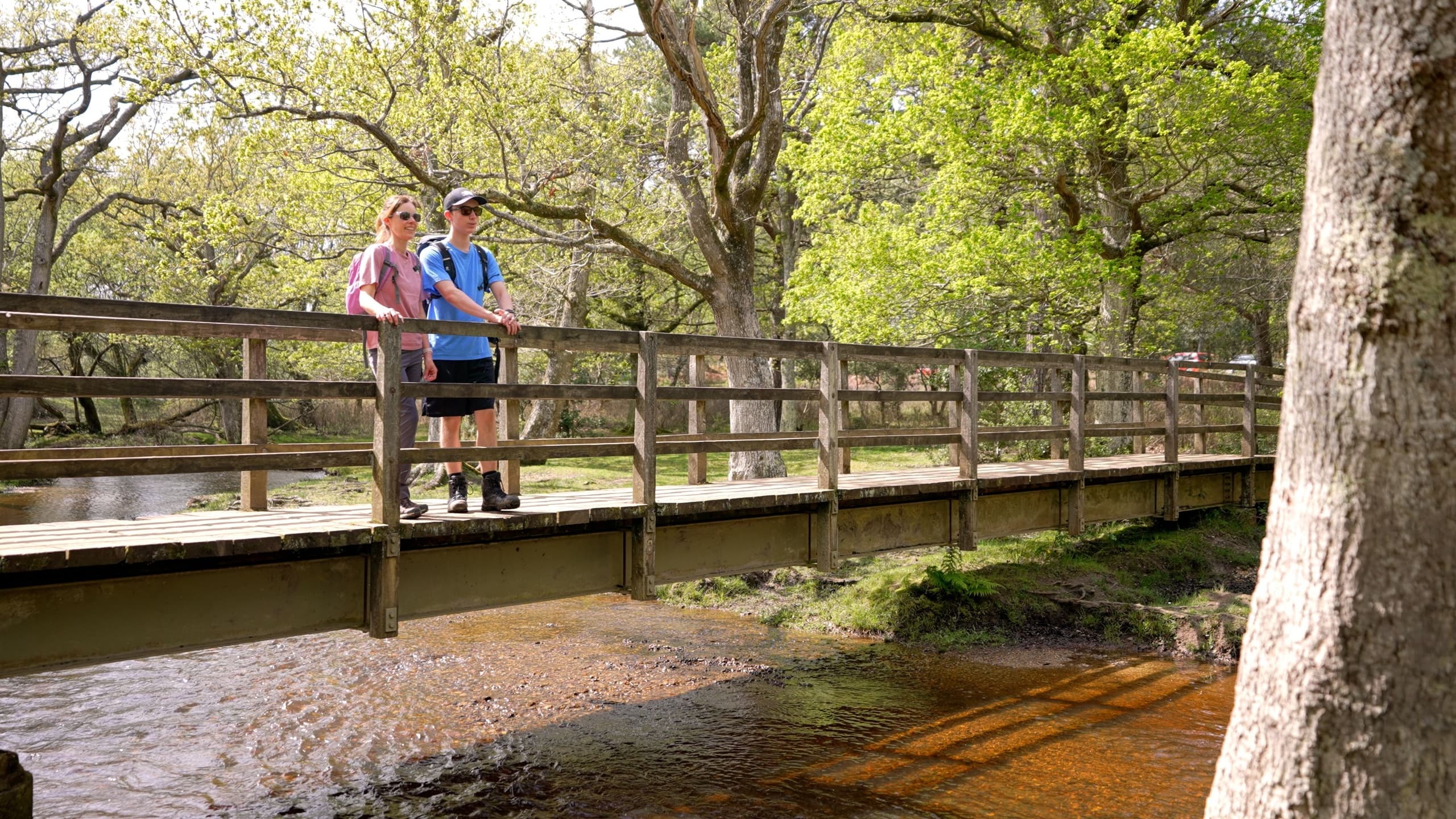 Forest Awakening: Summer Walks Through England's New Forest photo 2