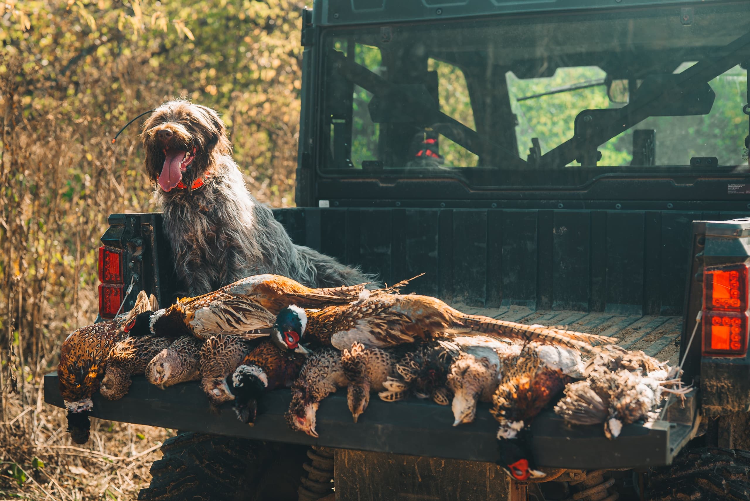 Wingbeat and Ridge: Intro to Upland Hunting Near Jefferson City, TN
