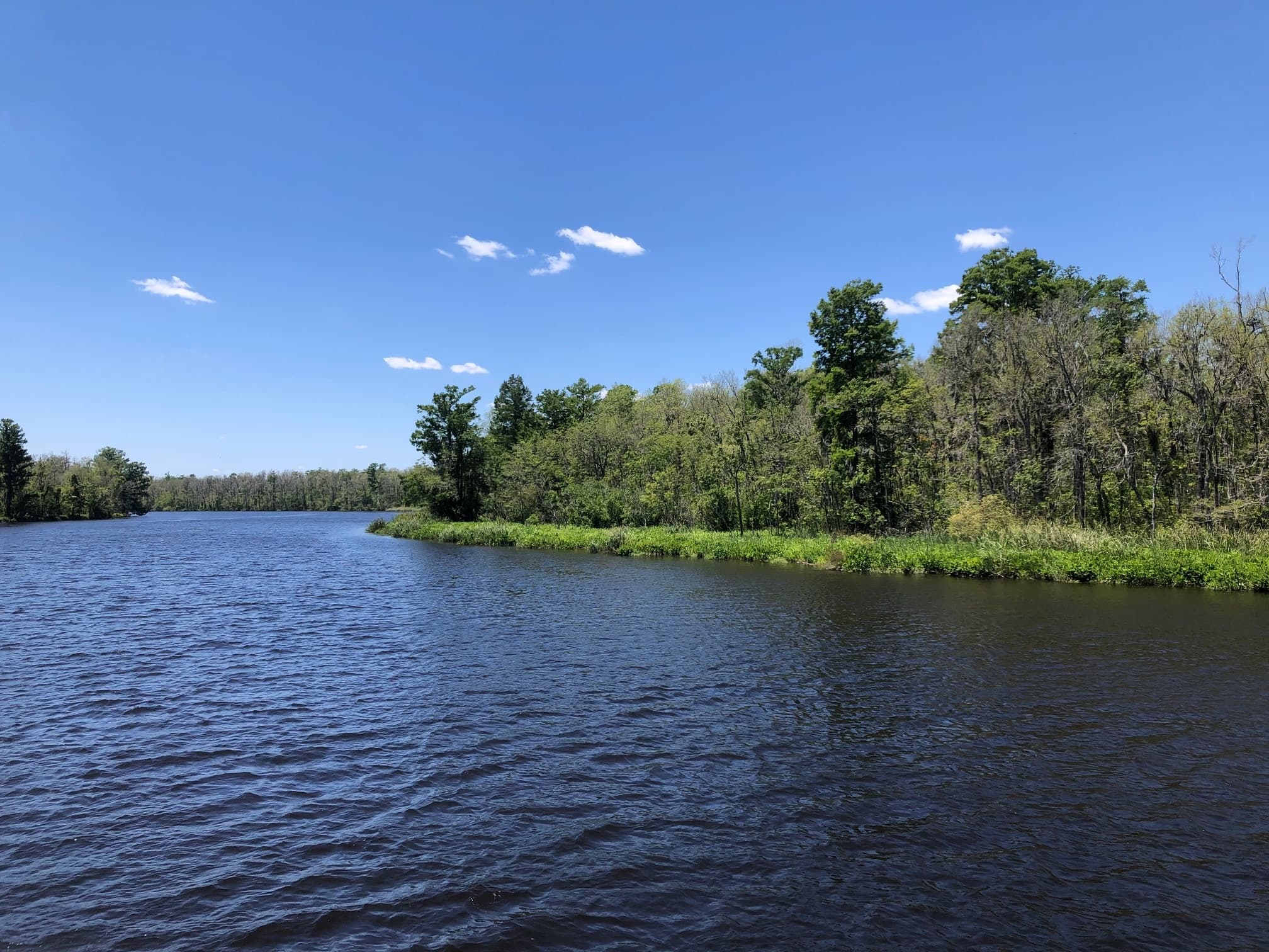 Explore the Black River: A 4-Hour Nature Cruise with Expert Ecologist in Wilmington, NC