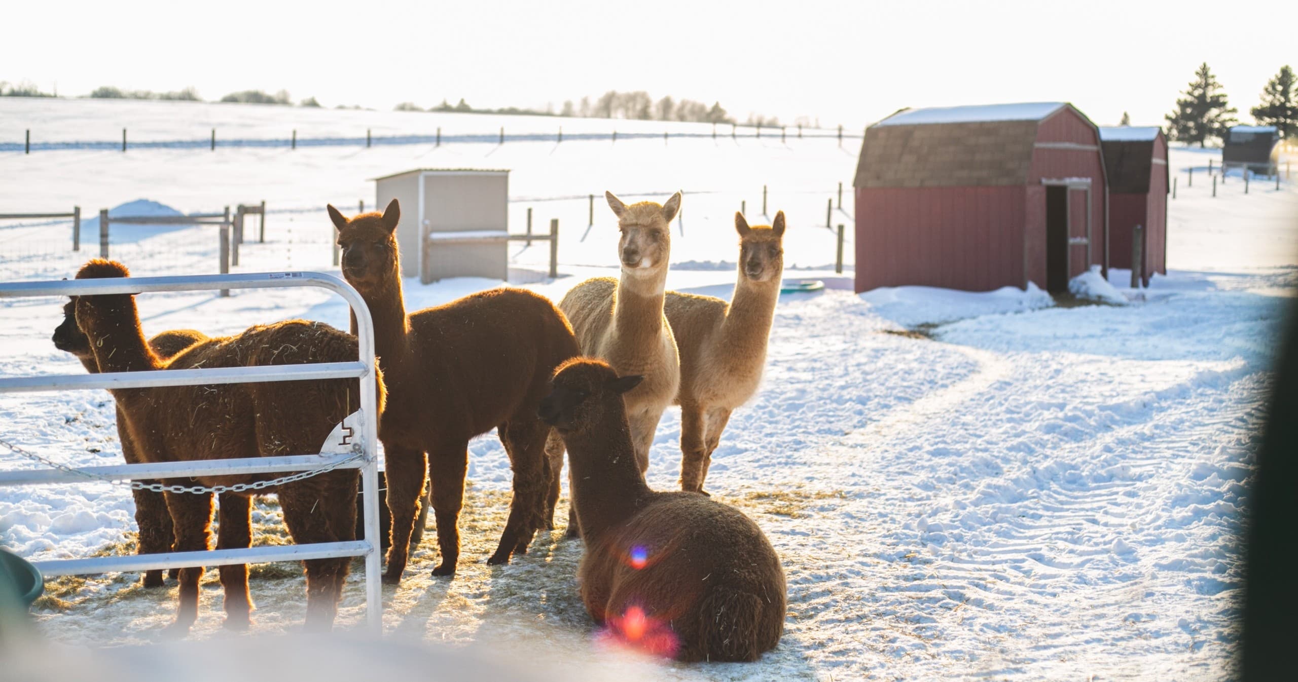 Meet Alpacas in Bright: Make Your Own Alpaca Nesting Ball photo 2