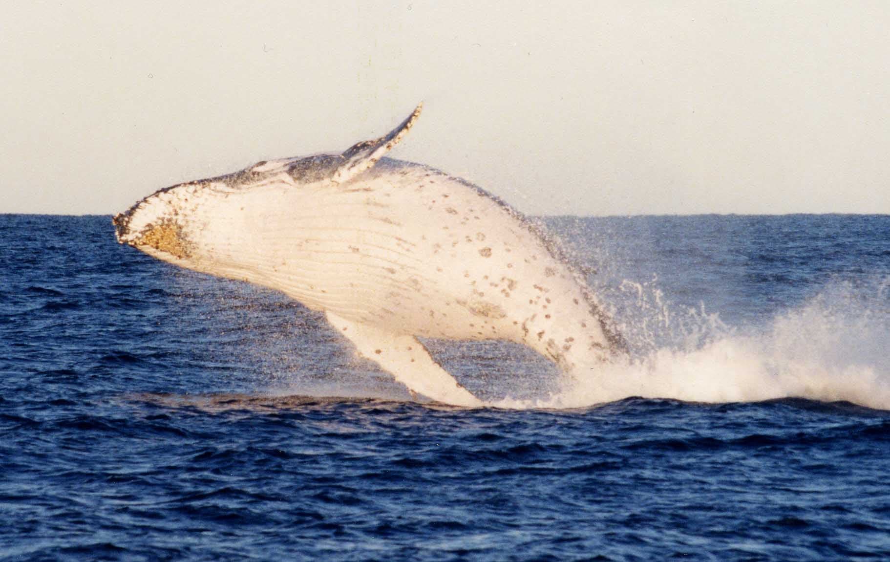 Humpback whale breaching the ocean surface during wildlife tour