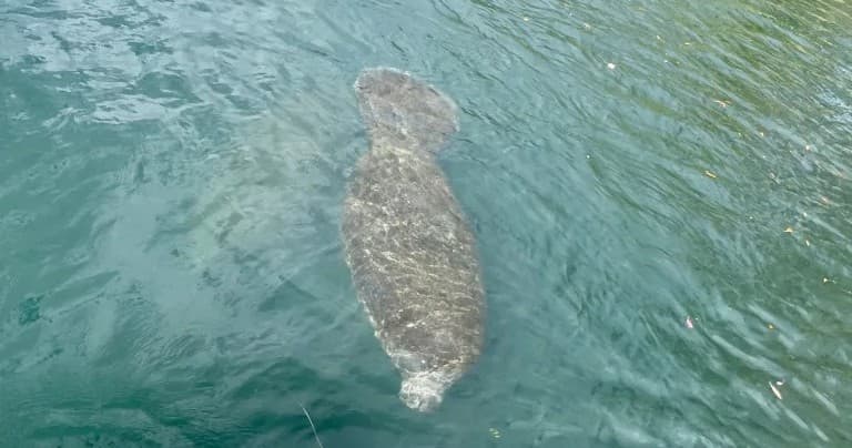 Swim With Manatees in Homosassa: Responsible Small-Group Encounters