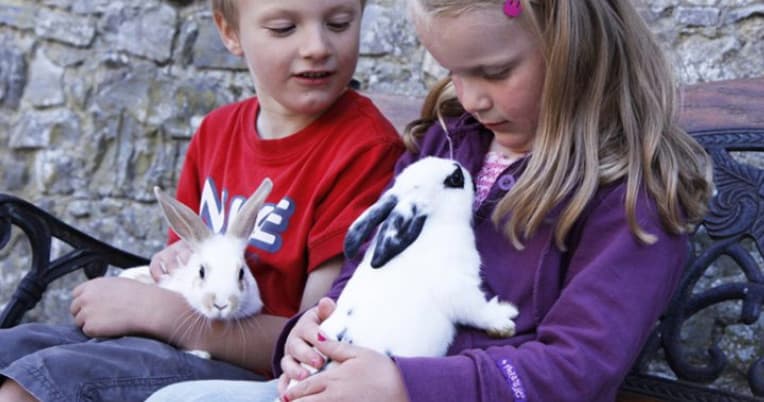 Two kids petting rabbits on rustic park bench outdoors