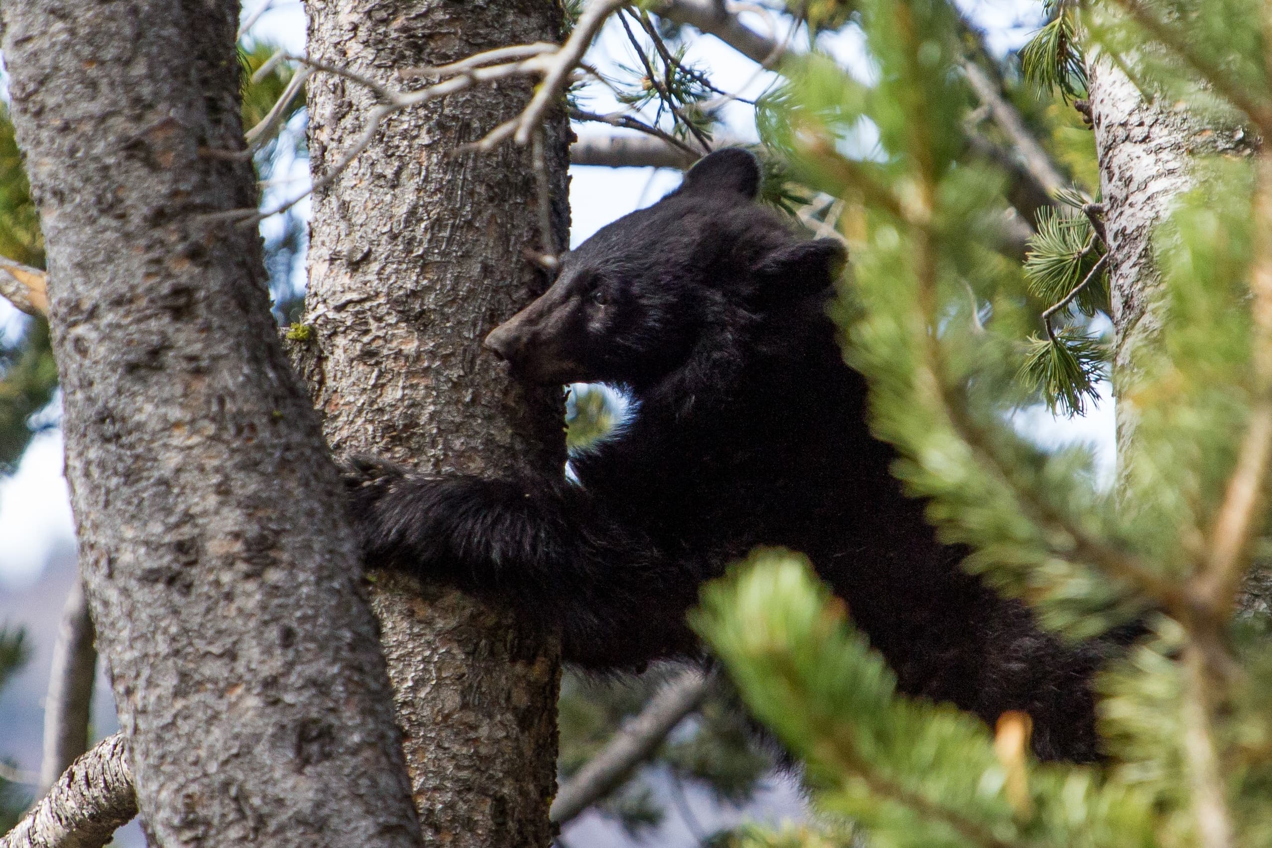 Wildlife Watching with Yellowstone Wildlife Profiles