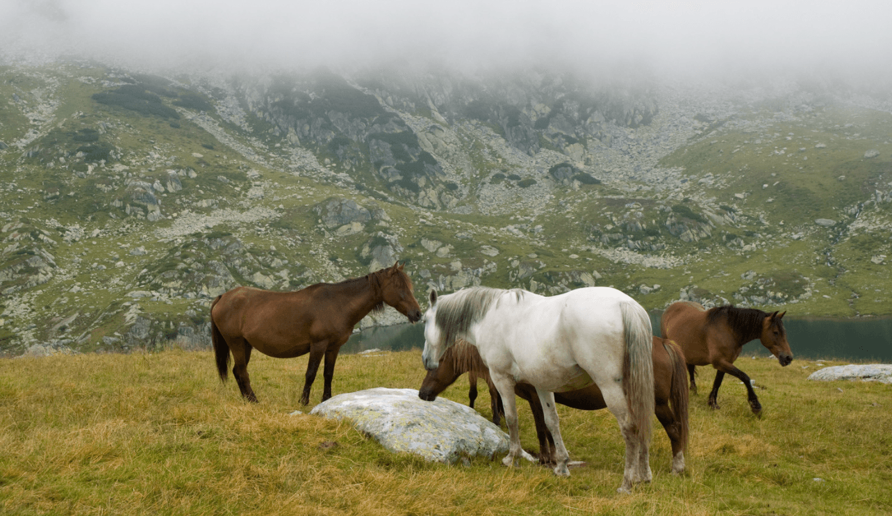 Land Adventures: Horseback Ride at Picos de Europa by El Portal de Picos
