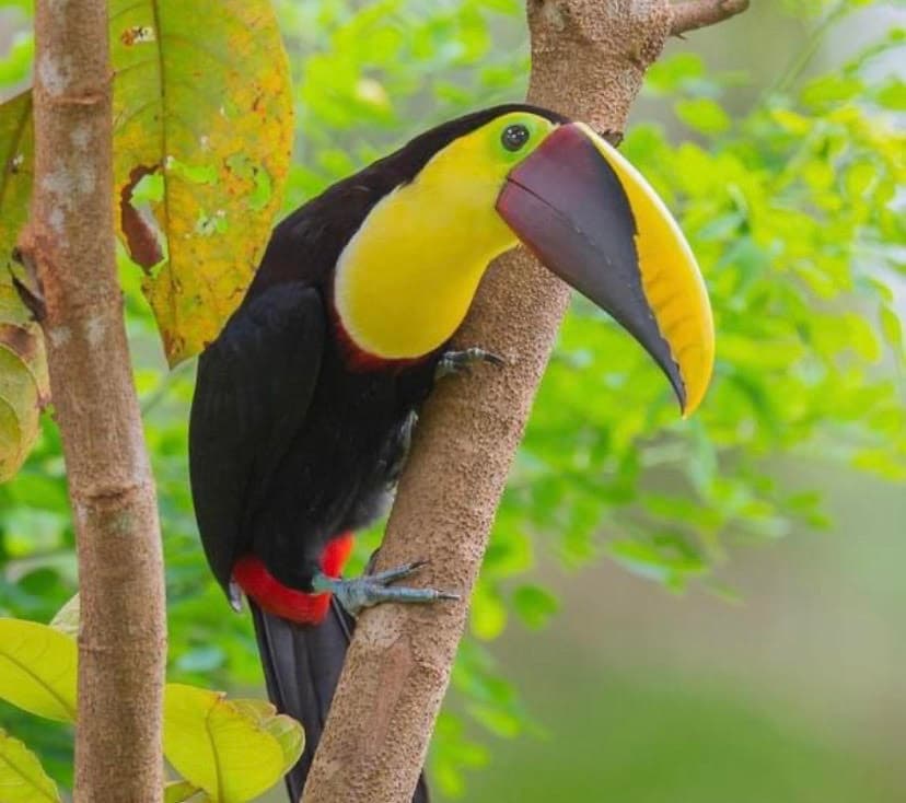 Keel-billed toucan perched on tree branch in tropical rainforest