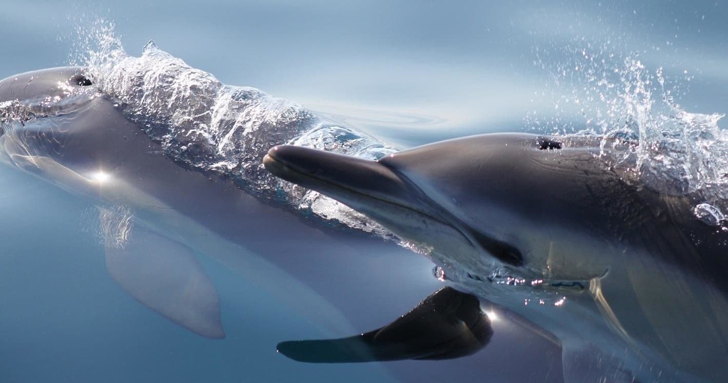 Dolphins riding ocean surface waves during marine wildlife swim