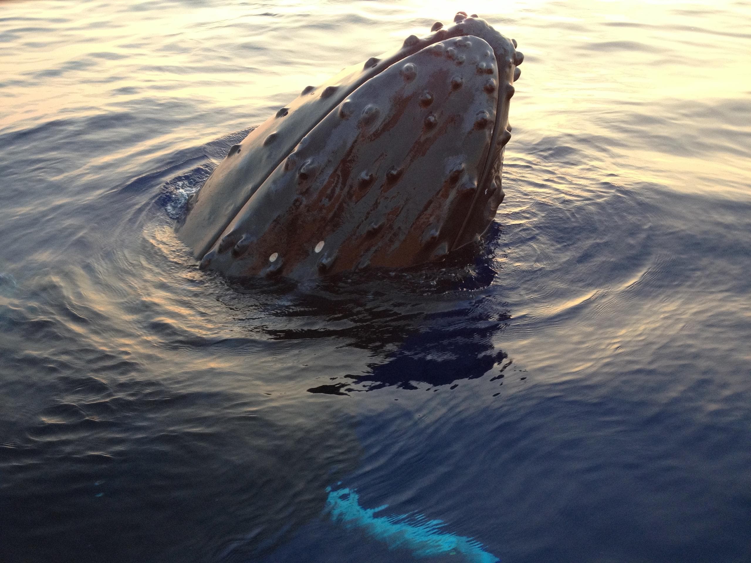 Kohala Divers fleet