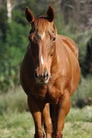 Beginner Horseback Riding in Sirkka: Lapland Trails & Tundra Rides