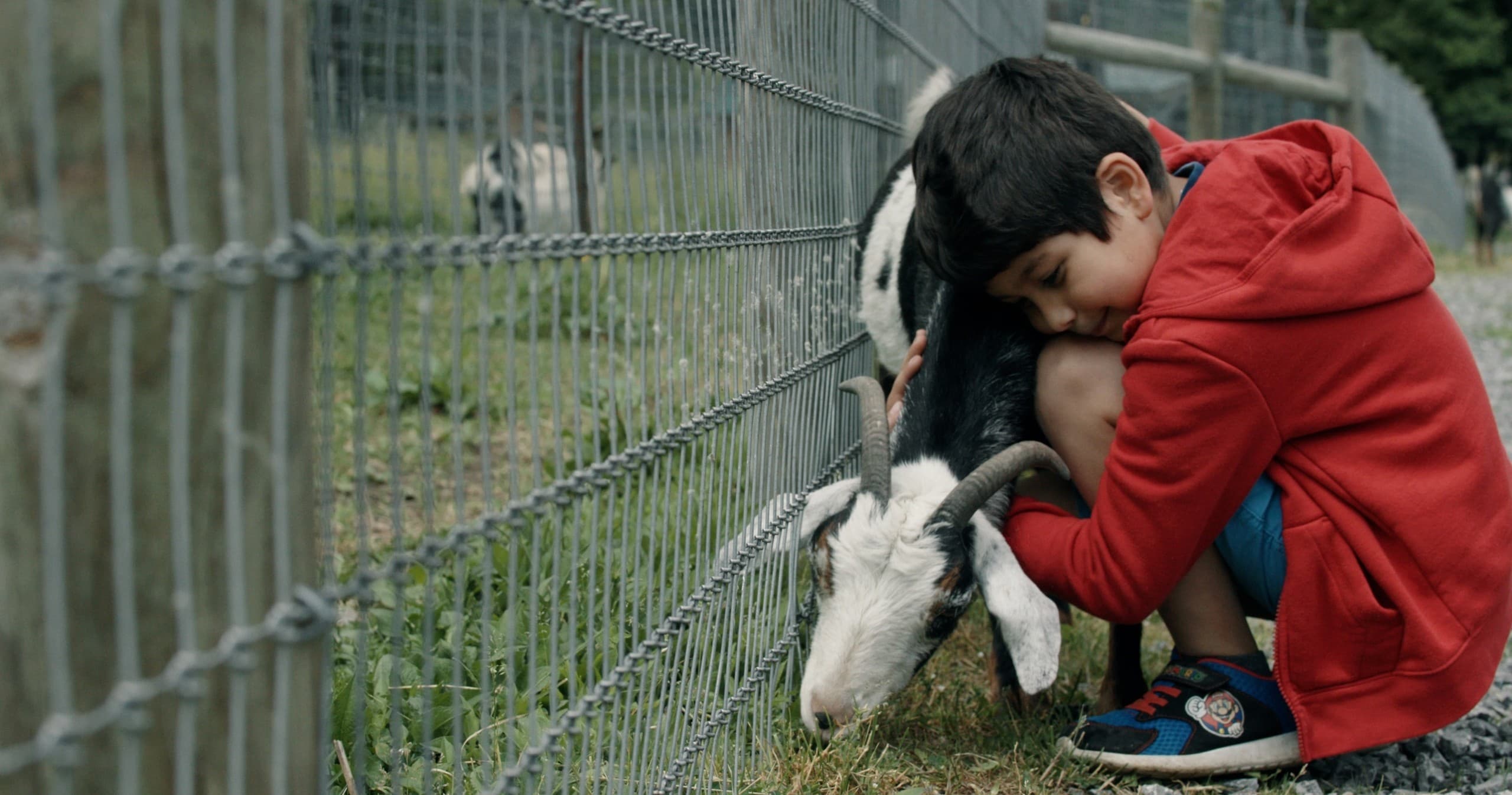 Child petting goat through fence at animal petting area