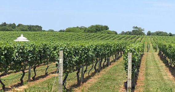 Vineyard rows stretching to horizon, outdoor tasting experience