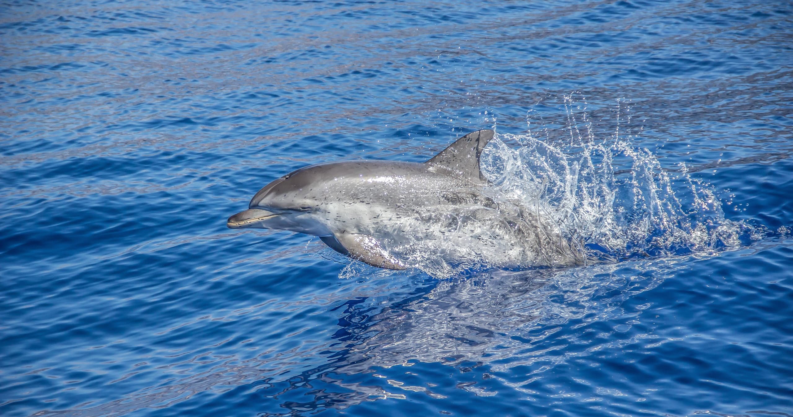 Whale and Dolphin Watching with Madeira Adventure Kingdom in Funchal