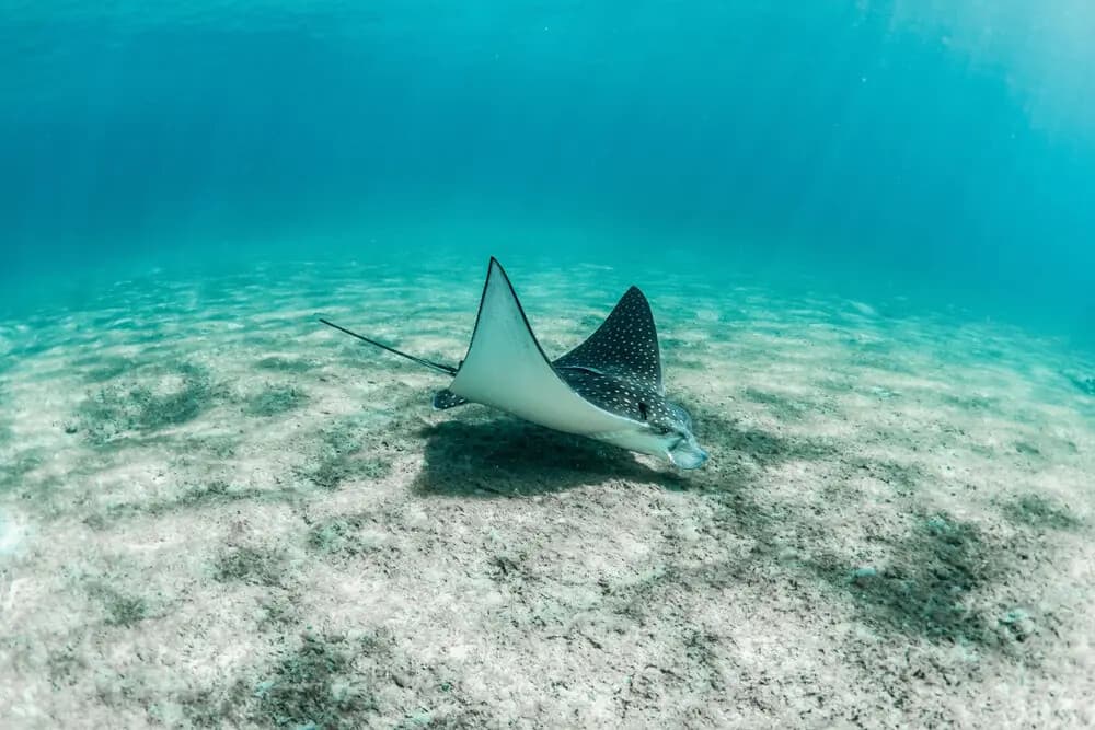 Hidden Reefs: Small-Boat Snorkel Tours Off Riviera Beach, FL photo 4