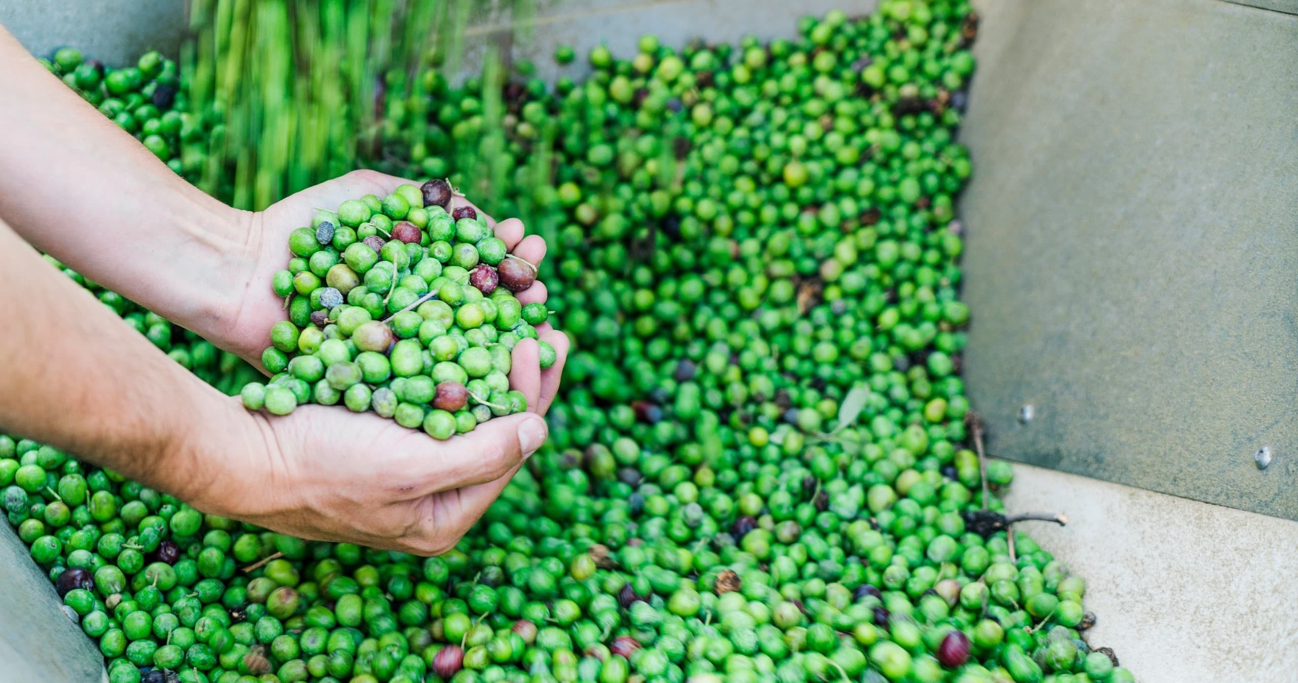 Freshly harvested green olives in Jaén being collected by hand