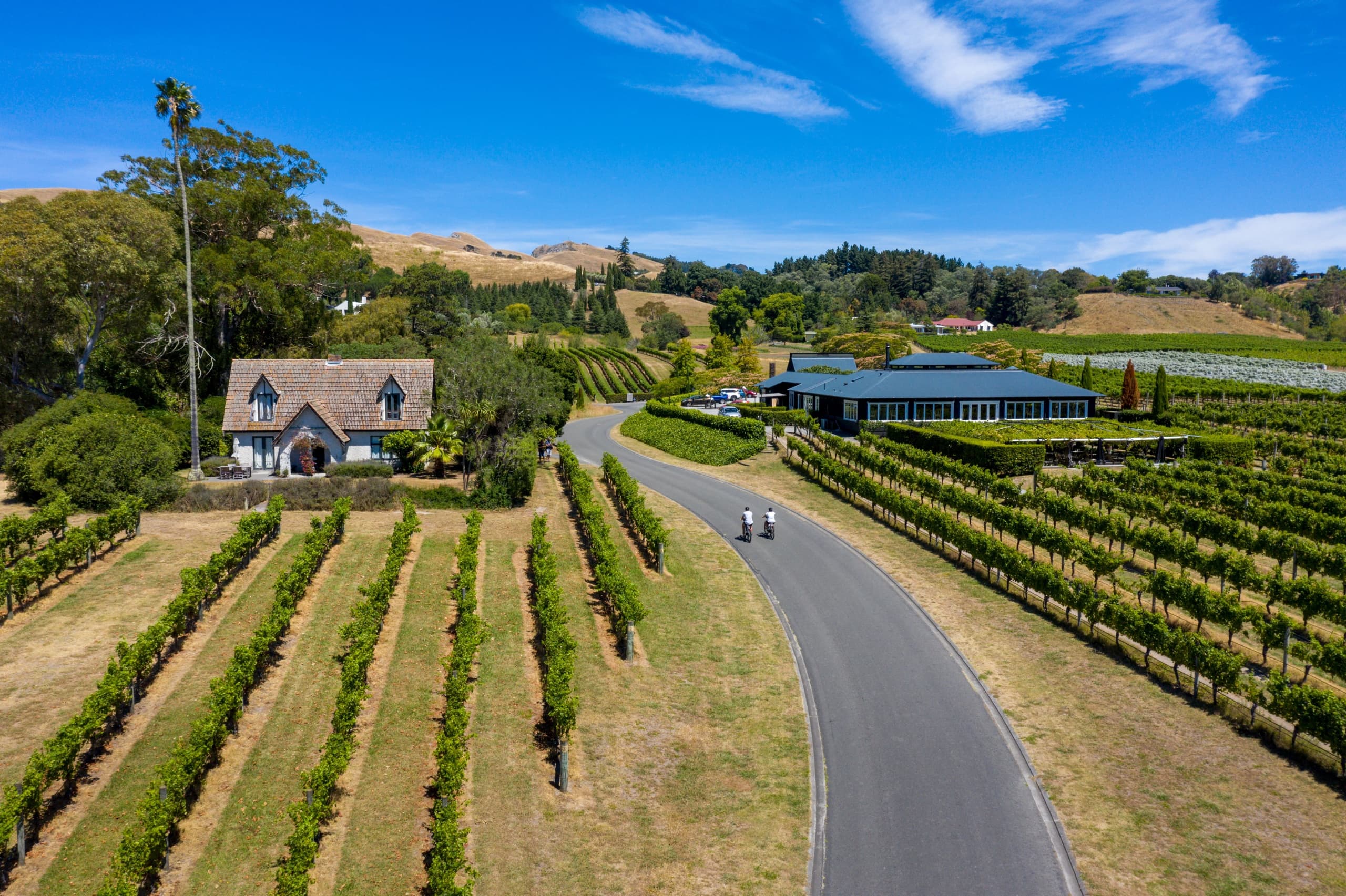 Cyclists riding scenic vineyard road near Napier, New Zealand