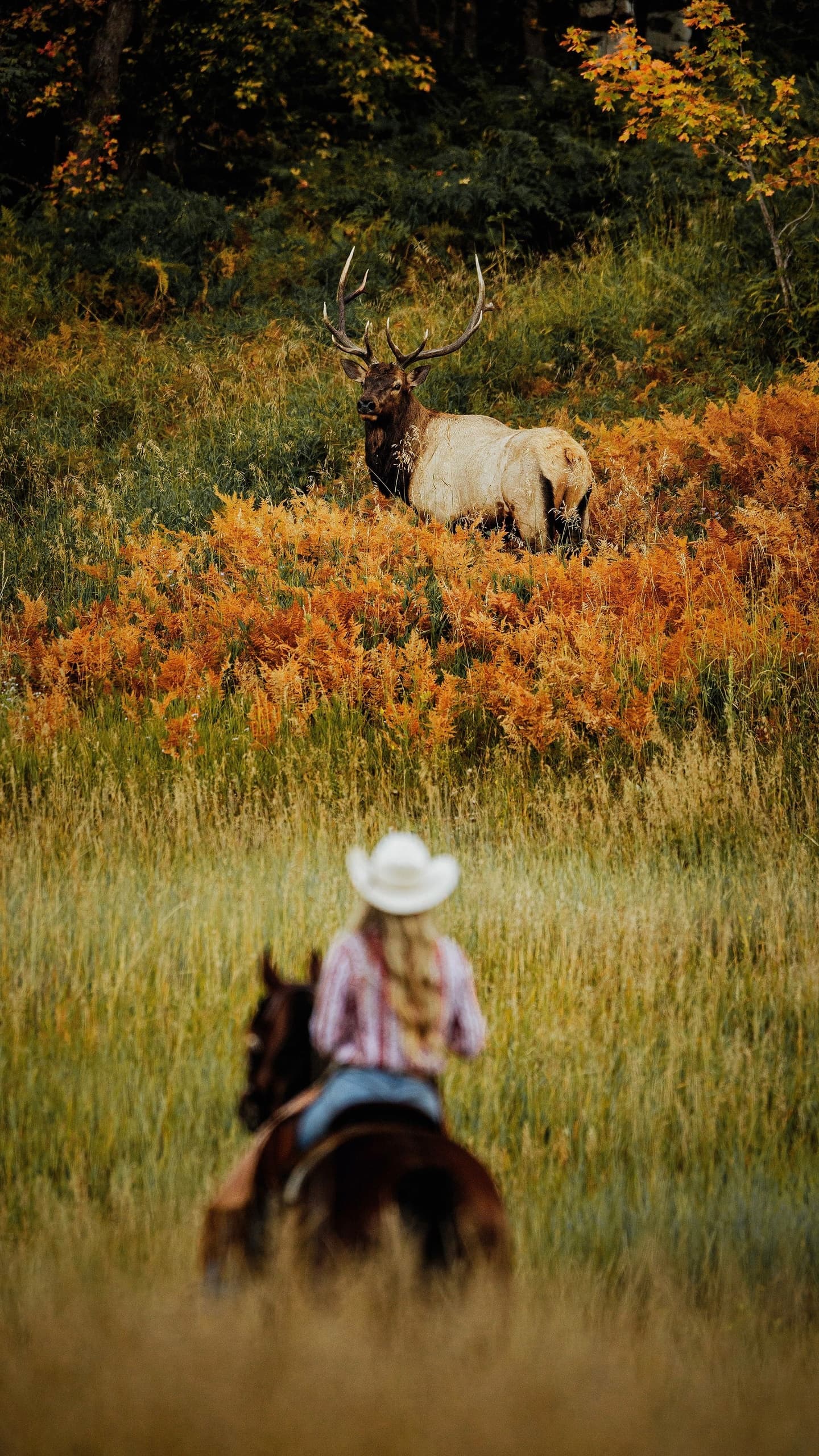 Elk Meadows Ride: Serene Horseback Adventure in Sundance, Utah