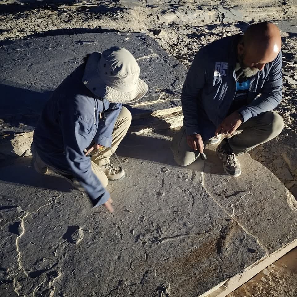 Two paleontologists mapping fossil trackway on flat sandstone