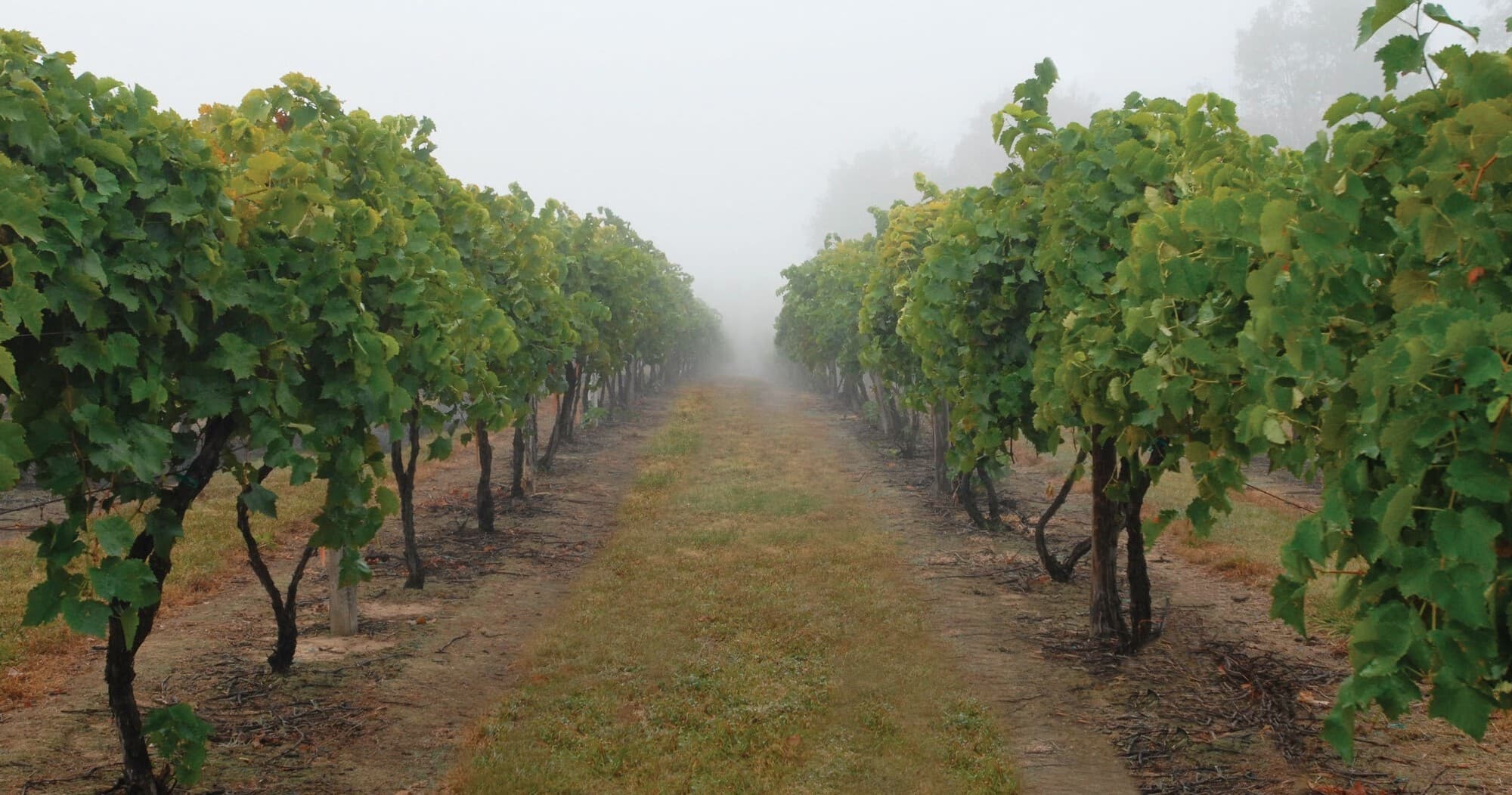 Tannenbaum Trail: Northeast Ohio’s Festive Vines & Wines Self-Driving Holiday Tour