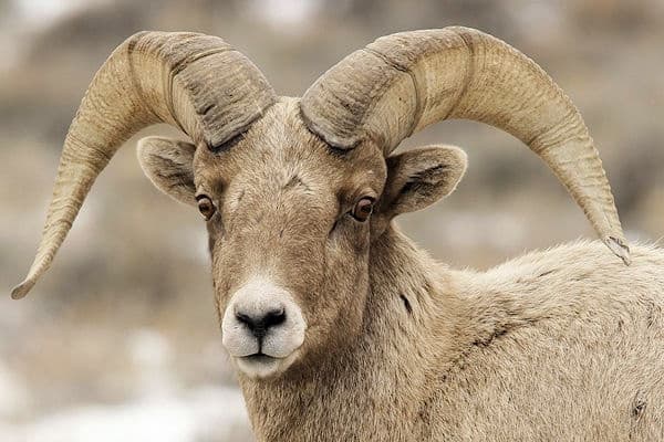 Winter Wildlife Photography in Jackson Hole, Wyoming