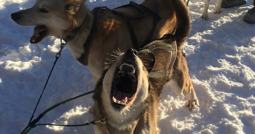 Dog Mushing Adventure at Talkeetna Sundog Kennel, Alaska