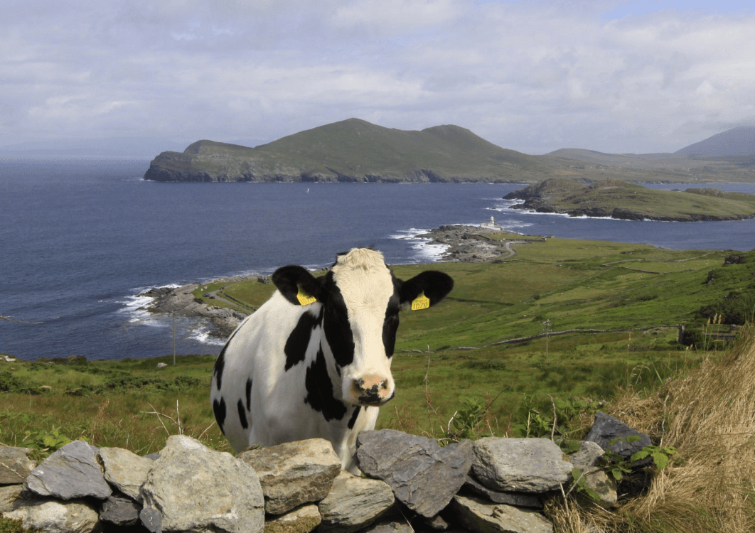 Pastoral coastal farmland with grazing cow and island headland view