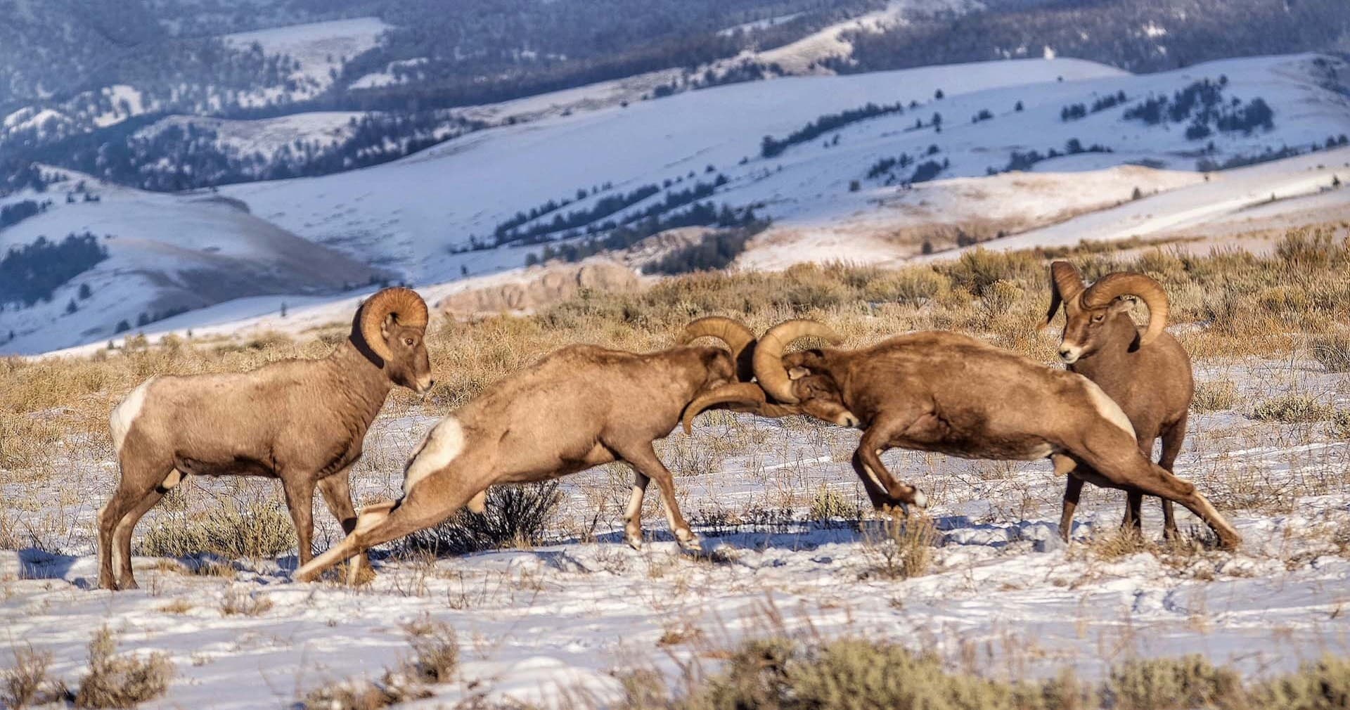 Wildlife & Native Art Tours in Grand Teton by BrushBuck Wildlife Tours Inc.