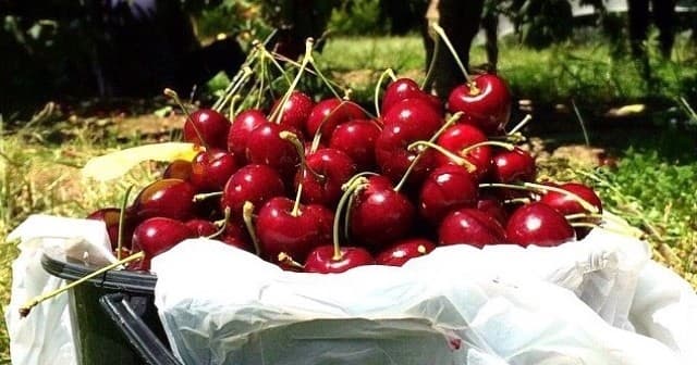 Experience U-Pick Cherry Picking on Chapman Rd in Silvan, Victoria photo 2