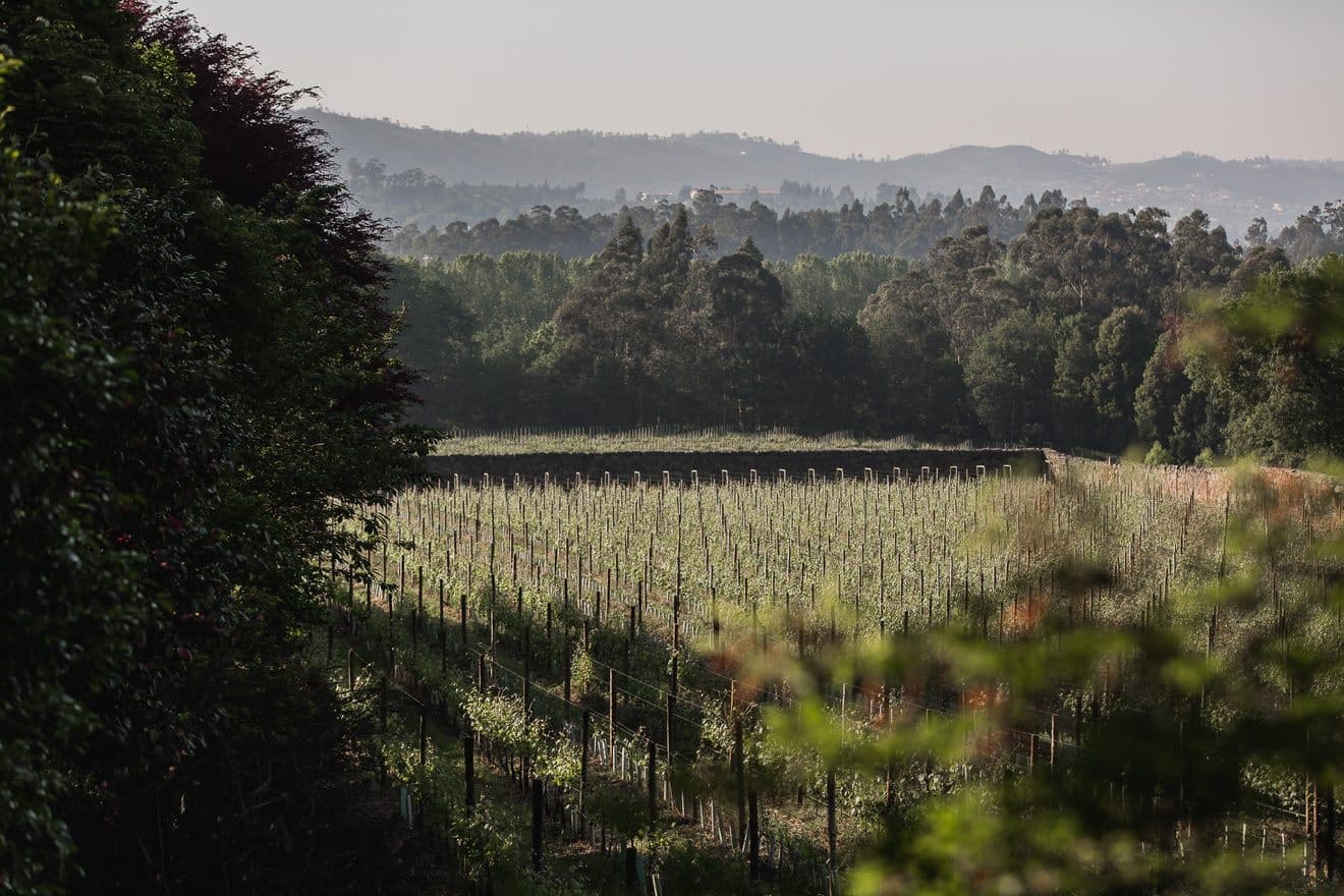 Land Adventures at Quinta da Aveleda in Portugal