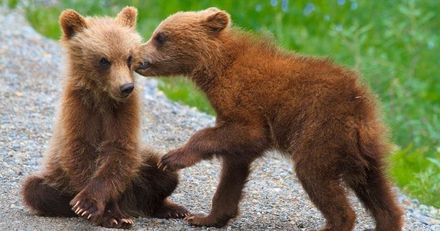 Brown bear cubs interacting near gravel trail in Alaskan wilderness