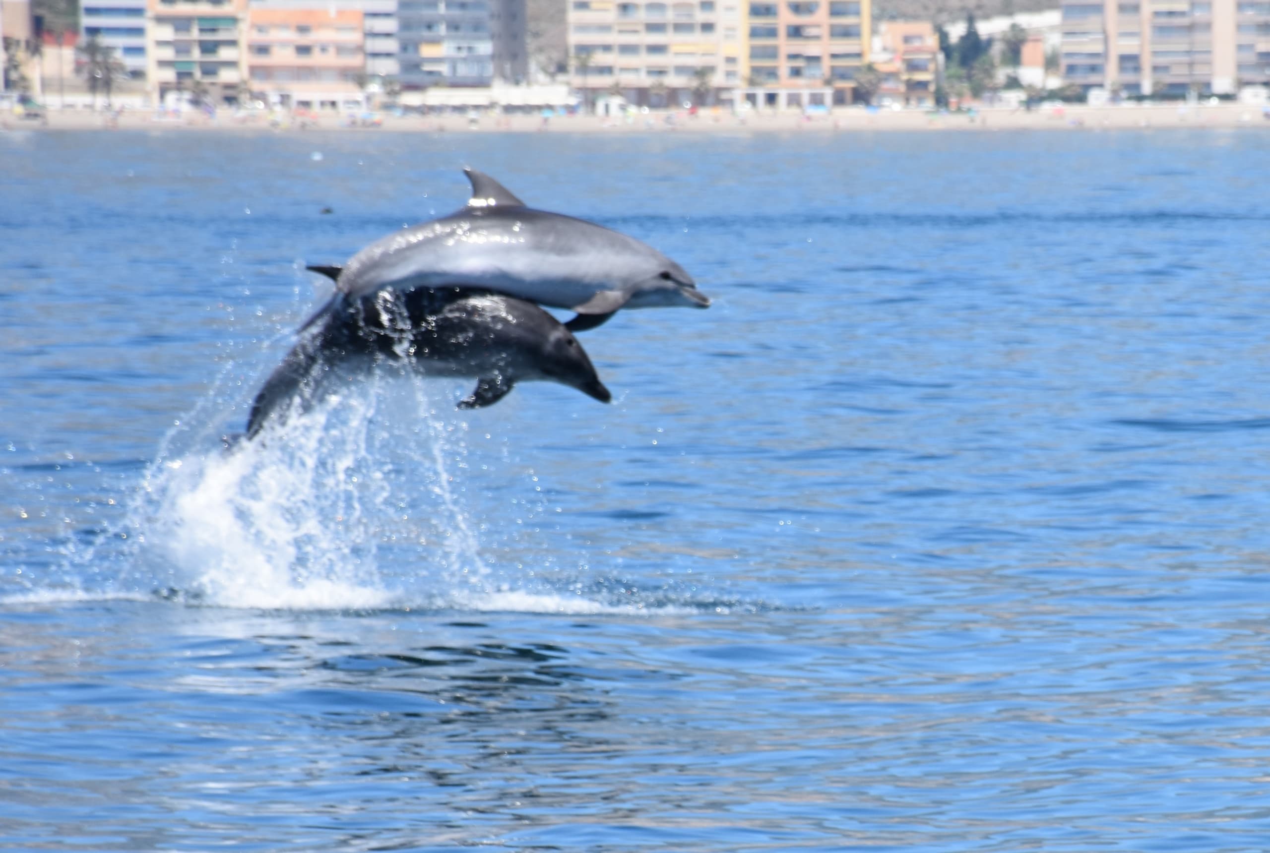 Dolphin Watching on Catamarán with Costasol Cruceros in Benalmádena