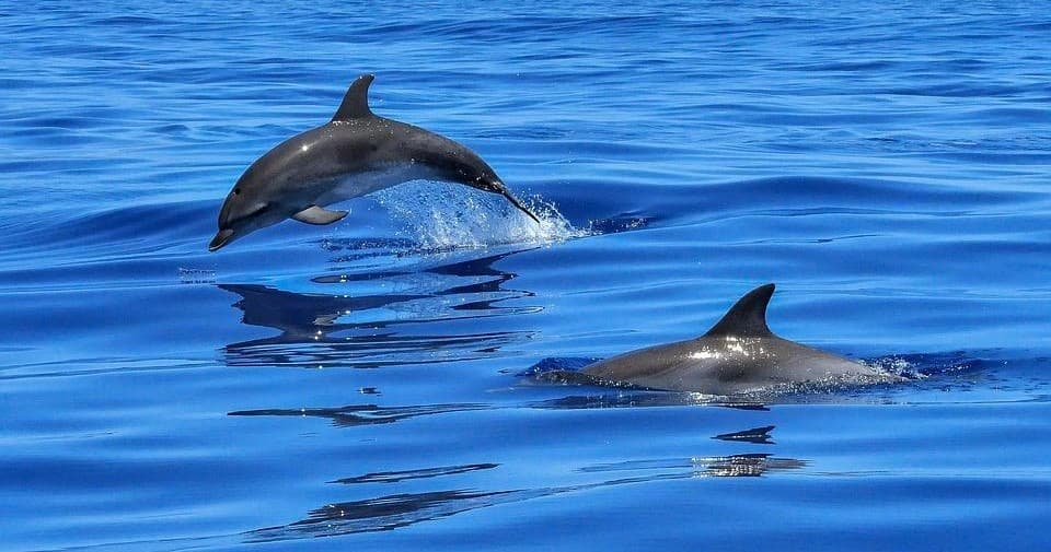 Private Dolphin Shelling Snorkeling Cruise