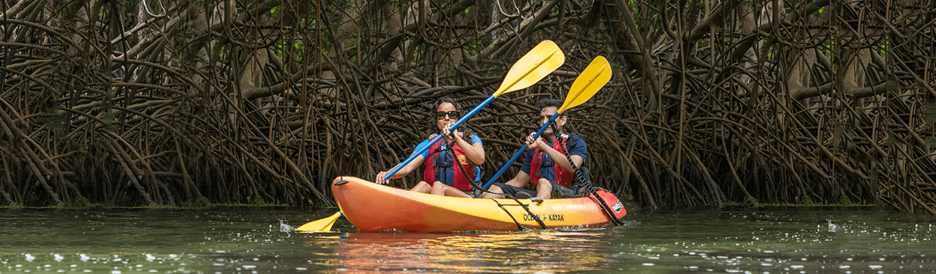 Two kayakers paddling near mangrove roots in calm water
