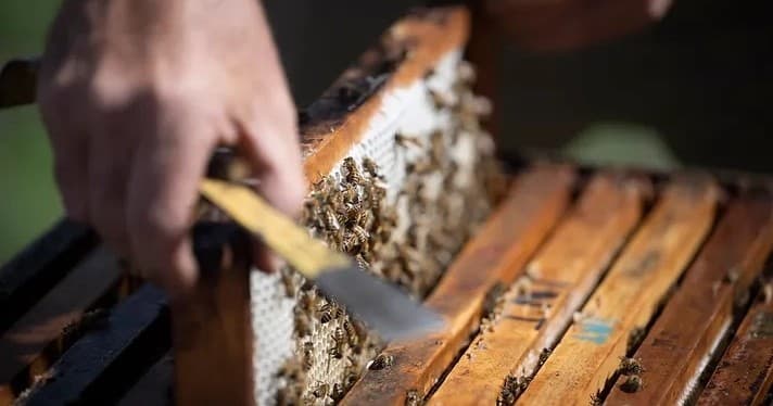 Kangaroo Island Living Honey team