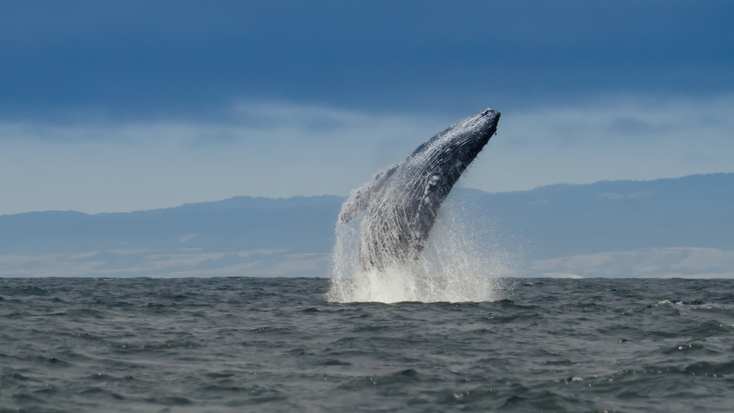 Ocean Safaris fleet