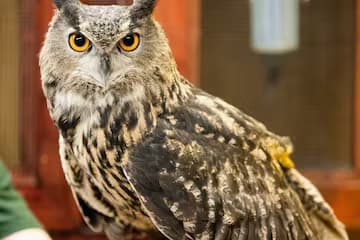 Wildlife Education & Camp at Animal Adventures