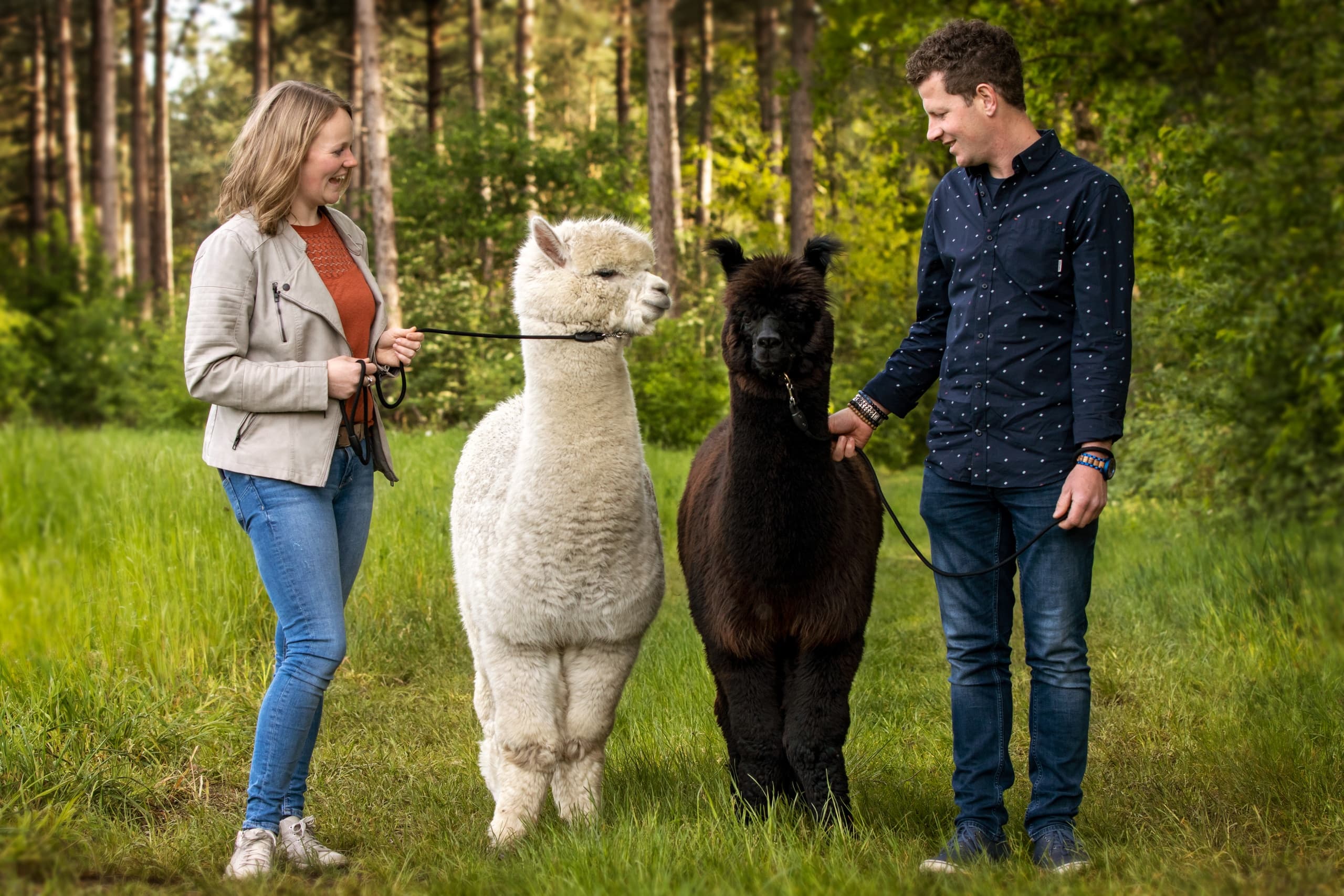 Winter Alpaca Encounter and Snack Experience in Riethoven