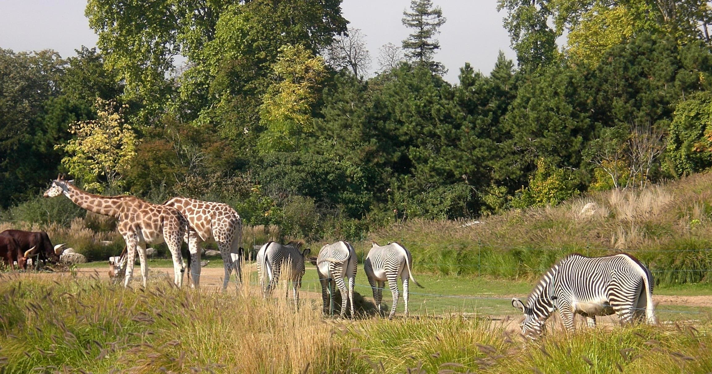 Urban Nature Walk at Parc de la Tête d'Or Lyon