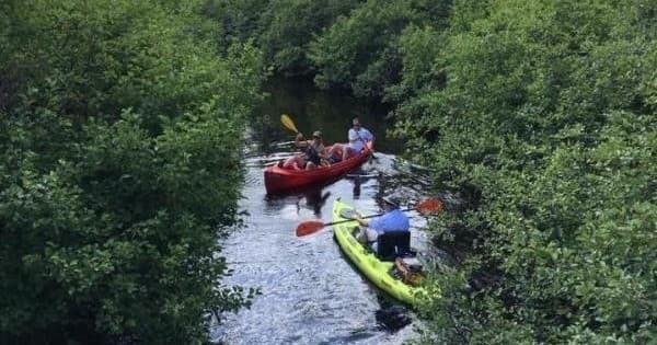Couple paddling tandem canoe on winding river with trees
