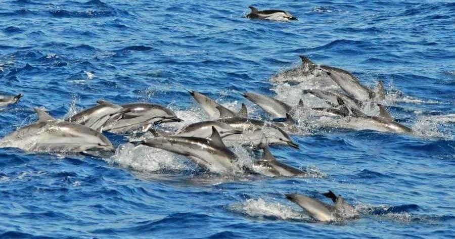 Presas Canarias Adventure Trips with AquaSports