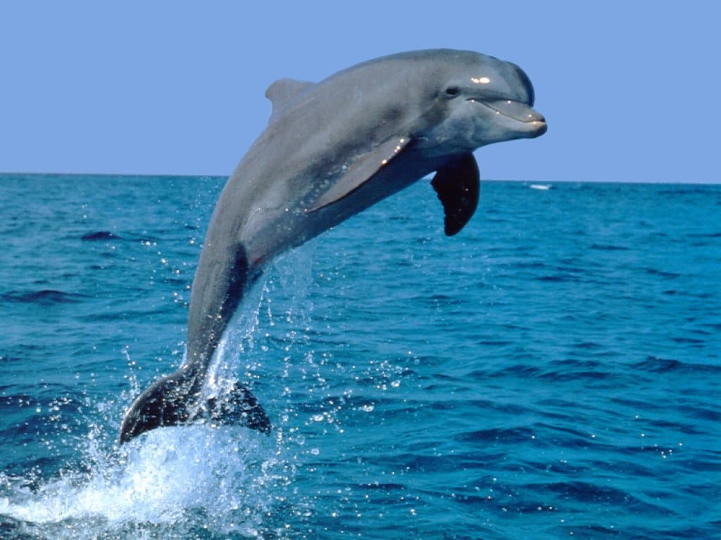 Dolphin Tour with Island Runner Tours in Fort Myers Beach