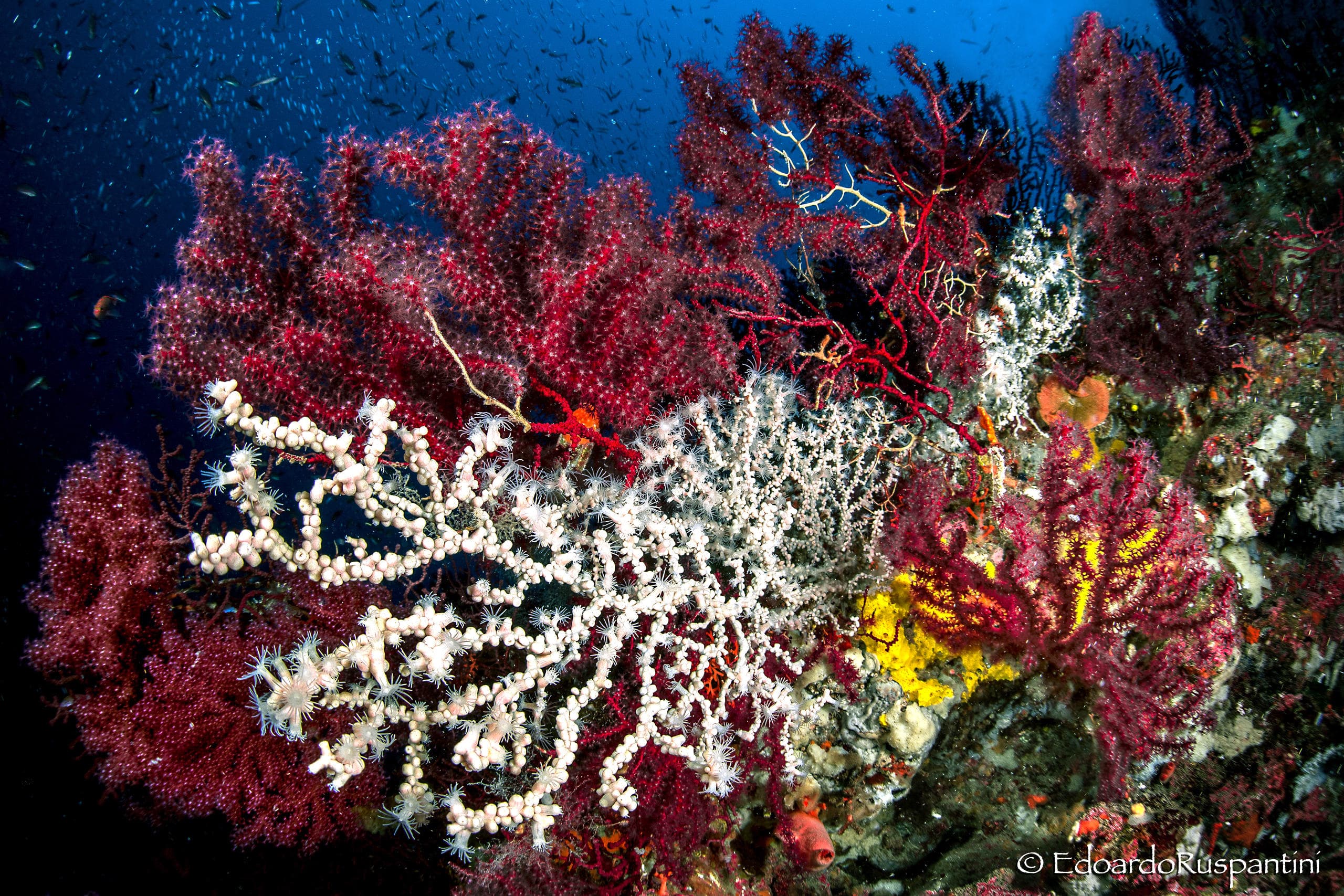 Scuba Diving Adventures in the Gulf of Naples & Sorrento Coast