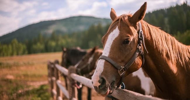 Horseback Riding Adventure at Logan Canyon